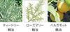 Picture of 宝丽(POLA) 馥美抗糖化洗发护发素或洗发水550ml