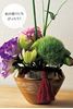 Picture of Paseo 日本 装饰流苏4 cm 6个装红色 FT - 22rd - 6